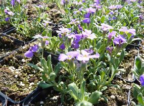 Tařička kosníkovitá 'Royal Violet' - Aubrieta deltoides 'Royal Violet'