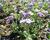 Tařička kosníkovitá 'Royal Violet'