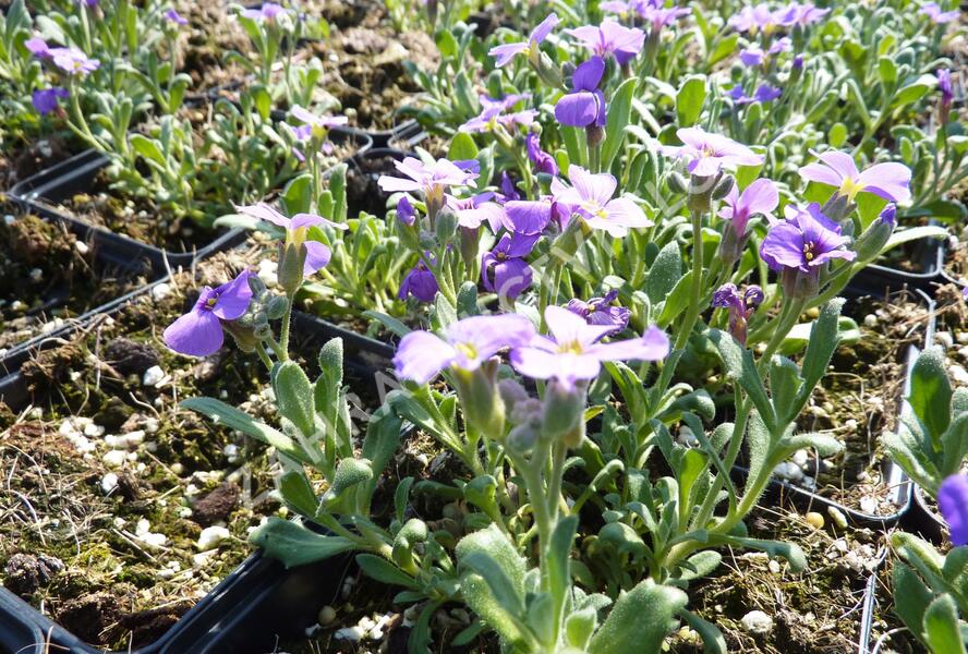 Tařička kosníkovitá 'Royal Violet' - Aubrieta deltoides 'Royal Violet'
