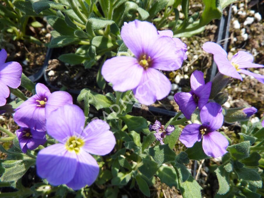 Tařička kosníkovitá 'Royal Violet' - Aubrieta deltoides 'Royal Violet'