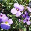 Tařička kosníkovitá 'Royal Violet' - Aubrieta deltoides 'Royal Violet'