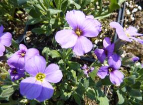 Tařička kosníkovitá 'Royal Violet' - Aubrieta deltoides 'Royal Violet'