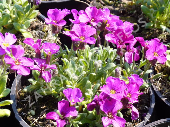 Tařička kosníkovitá 'Royal Red' - Aubrieta deltoides 'Royal Red'