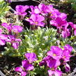 Tařička kosníkovitá 'Royal Red' - Aubrieta deltoides 'Royal Red'