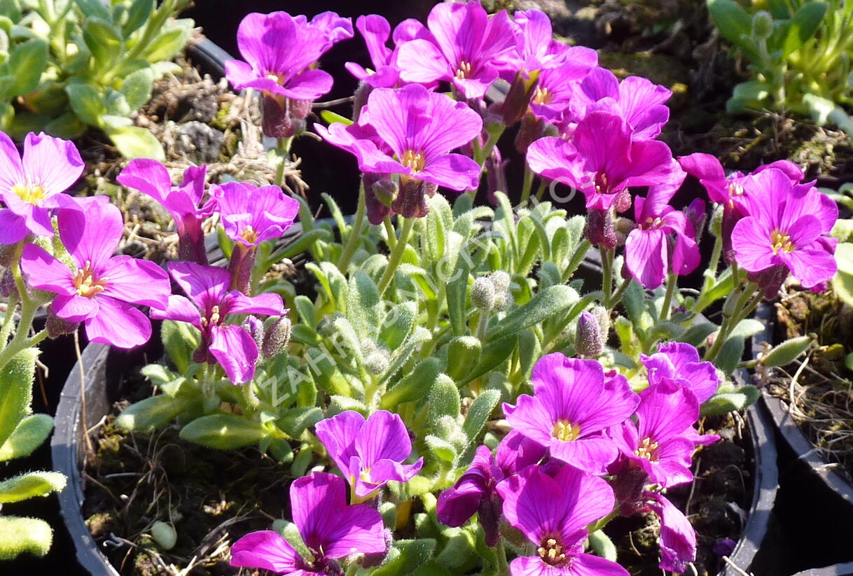 Tařička kosníkovitá 'Royal Red' - Aubrieta deltoides 'Royal Red'