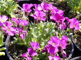 Tařička kosníkovitá 'Royal Red' - Aubrieta deltoides 'Royal Red'