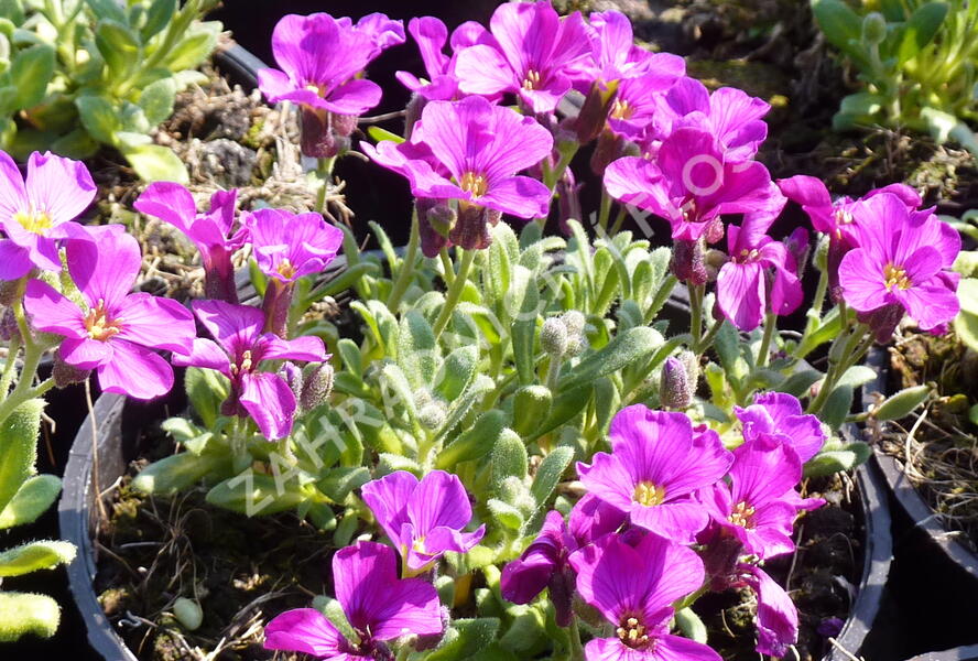 Tařička kosníkovitá 'Royal Red' - Aubrieta deltoides 'Royal Red'