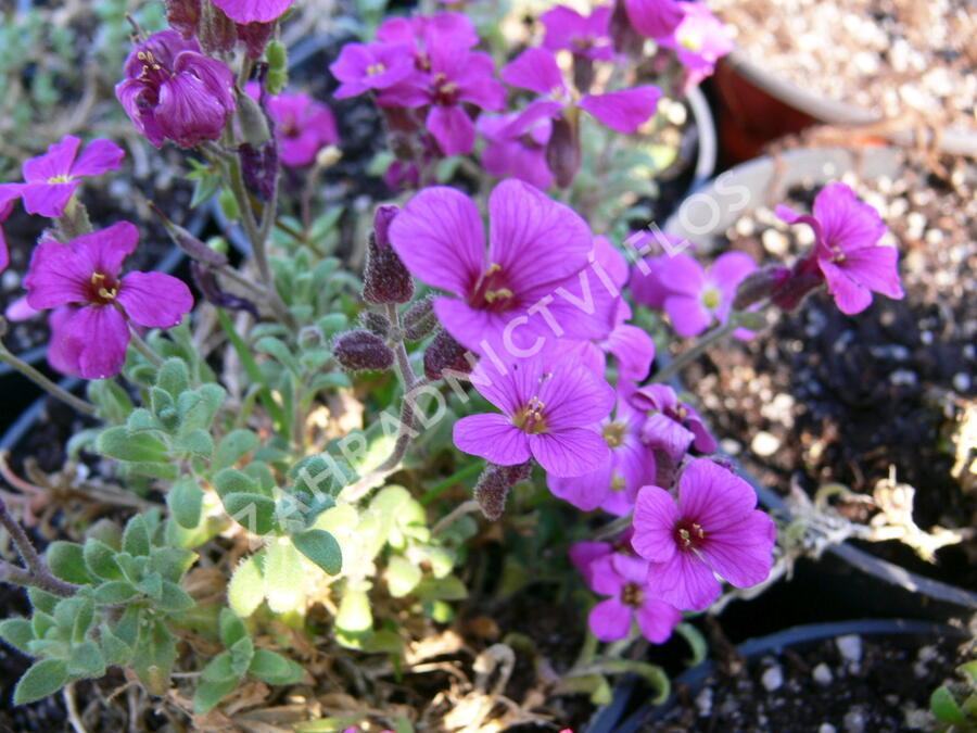 Tařička kosníkovitá 'Royal Red' - Aubrieta deltoides 'Royal Red'