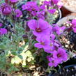 Tařička kosníkovitá 'Royal Red' - Aubrieta deltoides 'Royal Red'