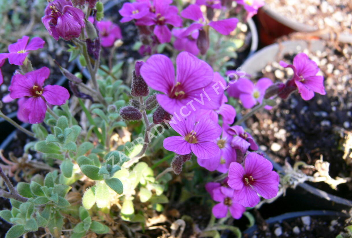 Tařička kosníkovitá 'Royal Red' - Aubrieta deltoides 'Royal Red'