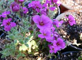 Tařička kosníkovitá 'Royal Red' - Aubrieta deltoides 'Royal Red'