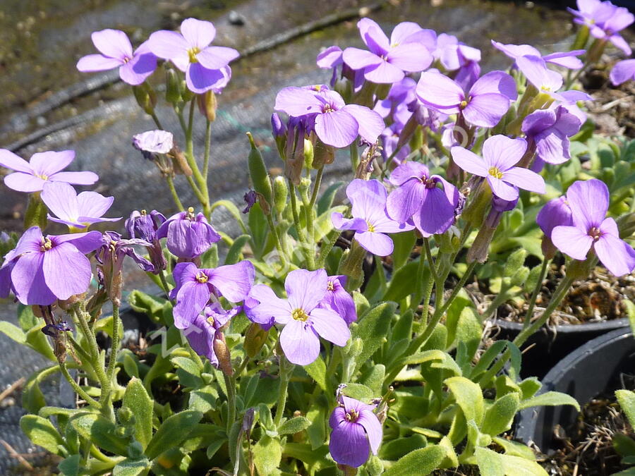 Tařička kosníkovitá 'Royal Blue' - Aubrieta deltoides 'Royal Blue'