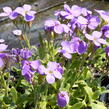 Tařička kosníkovitá 'Royal Blue' - Aubrieta deltoides 'Royal Blue'