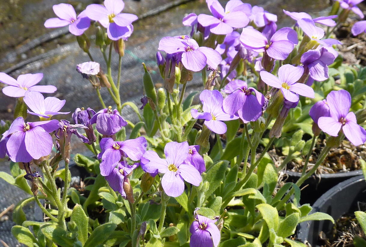 Tařička kosníkovitá 'Royal Blue' - Aubrieta deltoides 'Royal Blue'