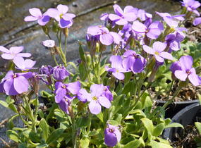 Tařička kosníkovitá 'Royal Blue' - Aubrieta deltoides 'Royal Blue'