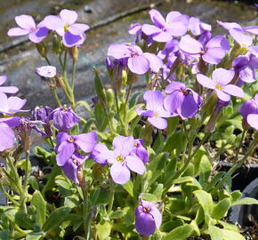 Tařička kosníkovitá 'Royal Blue' - Aubrieta deltoides 'Royal Blue'