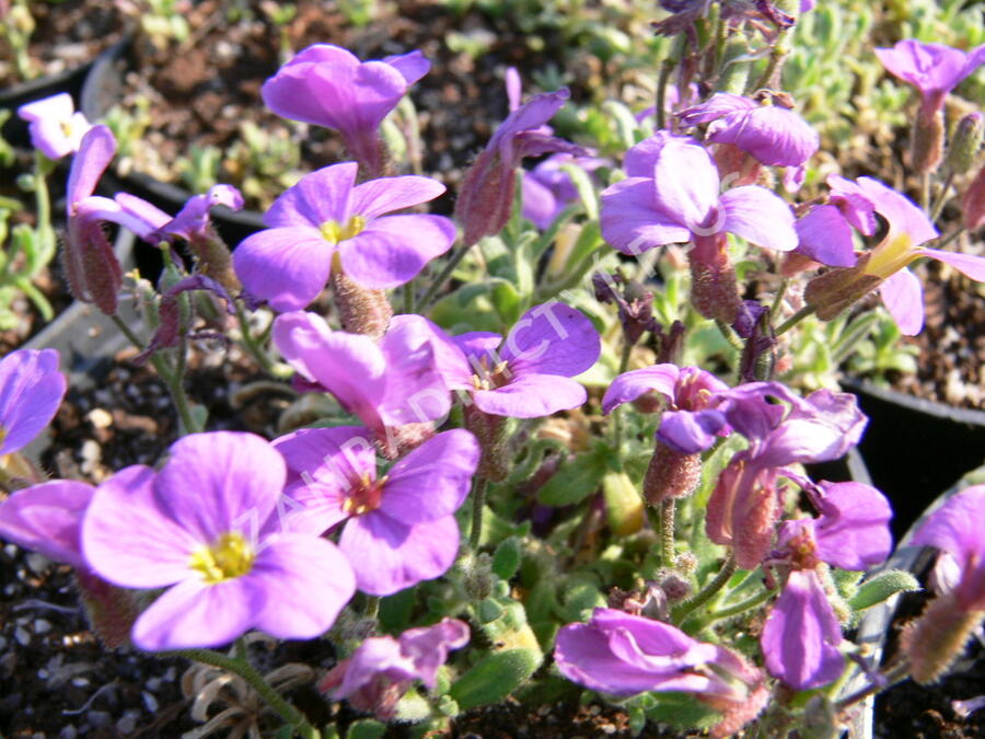 Tařička kosníkovitá 'Royal Blue' - Aubrieta deltoides 'Royal Blue'