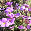 Tařička kosníkovitá 'Royal Blue' - Aubrieta deltoides 'Royal Blue'