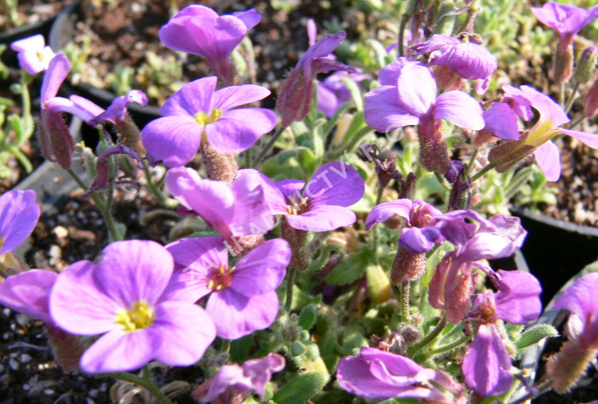 Tařička kosníkovitá 'Royal Blue' - Aubrieta deltoides 'Royal Blue'