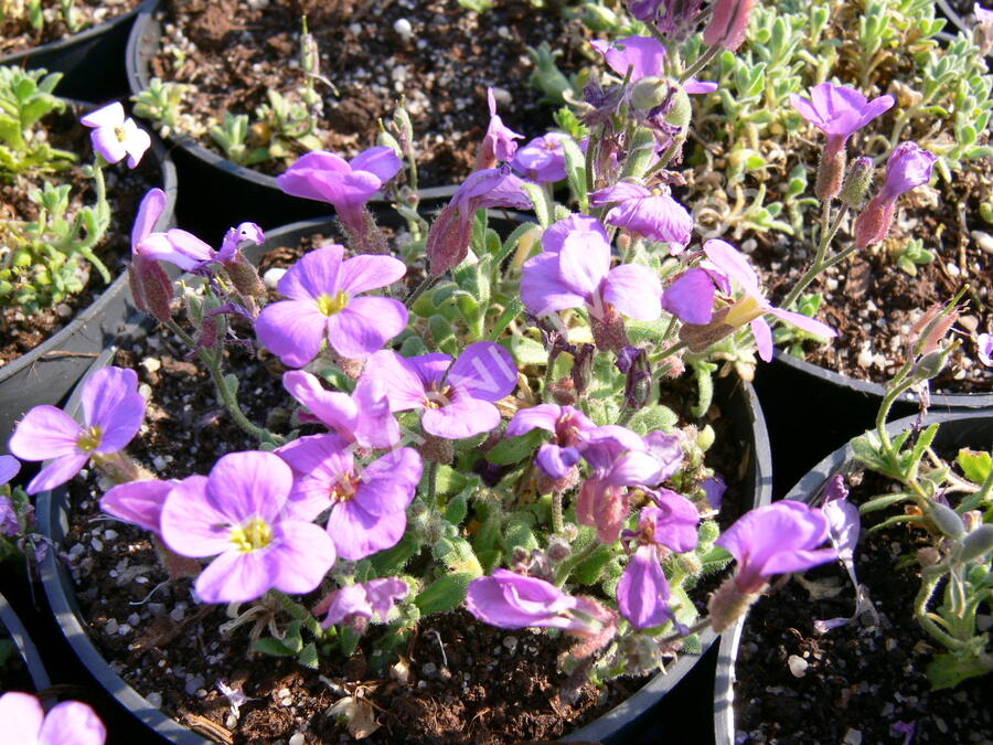 Tařička kosníkovitá 'Royal Blue' - Aubrieta deltoides 'Royal Blue'