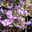 Tařička kosníkovitá 'Royal Blue' - Aubrieta deltoides 'Royal Blue'