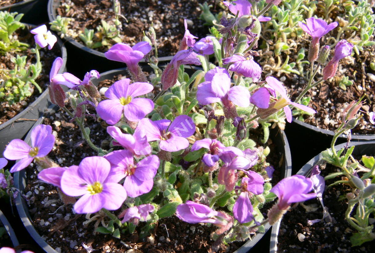 Tařička kosníkovitá 'Royal Blue' - Aubrieta deltoides 'Royal Blue'