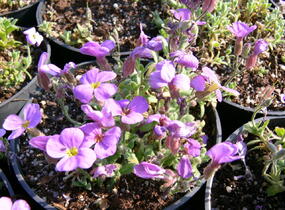 Tařička kosníkovitá 'Royal Blue' - Aubrieta deltoides 'Royal Blue'