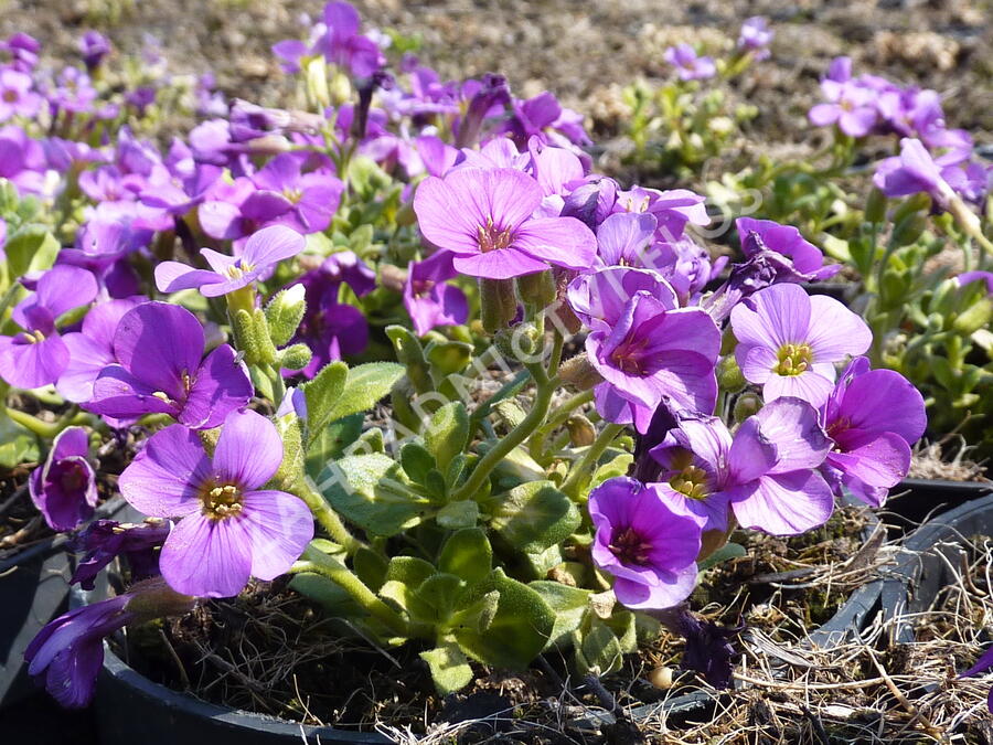 Tařička kosníkovitá 'Lucas' - Aubrieta deltoides 'Lucas'