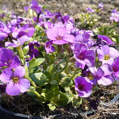 Tařička kosníkovitá 'Lucas' - Aubrieta deltoides 'Lucas'