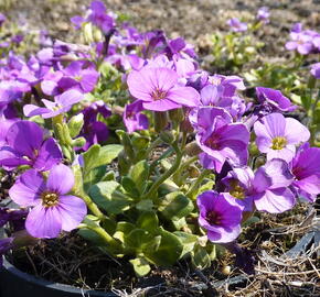 Tařička kosníkovitá 'Lucas'