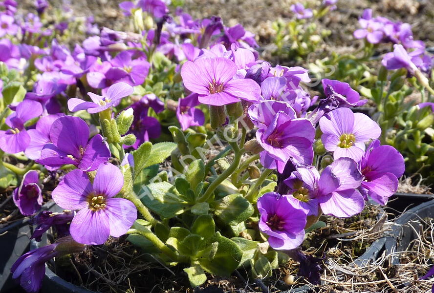 Tařička kosníkovitá 'Lucas' - Aubrieta deltoides 'Lucas'