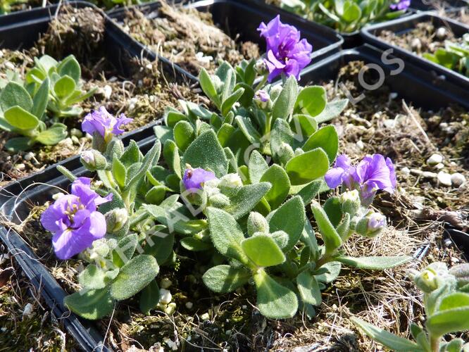 Tařička kosníkovitá 'Dublette Blue' - Aubrieta deltoides 'Dublette Blue'