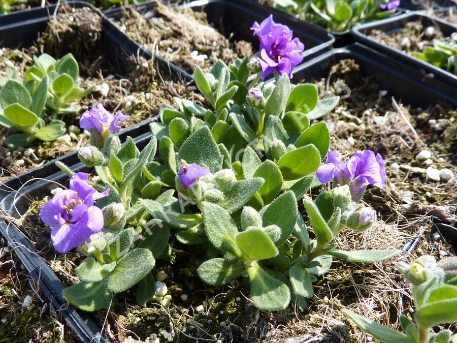 Tařička kosníkovitá 'Dublette Blue' - Aubrieta deltoides 'Dublette Blue'