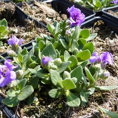 Tařička kosníkovitá 'Dublette Blue' - Aubrieta deltoides 'Dublette Blue'