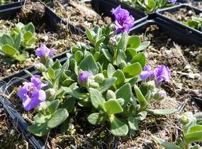Tařička kosníkovitá 'Dublette Blue' - Aubrieta deltoides 'Dublette Blue'