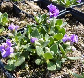 Tařička kosníkovitá 'Dublette Blue'