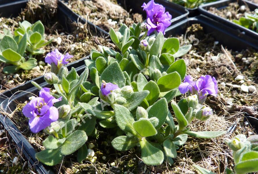 Tařička kosníkovitá 'Dublette Blue' - Aubrieta deltoides 'Dublette Blue'