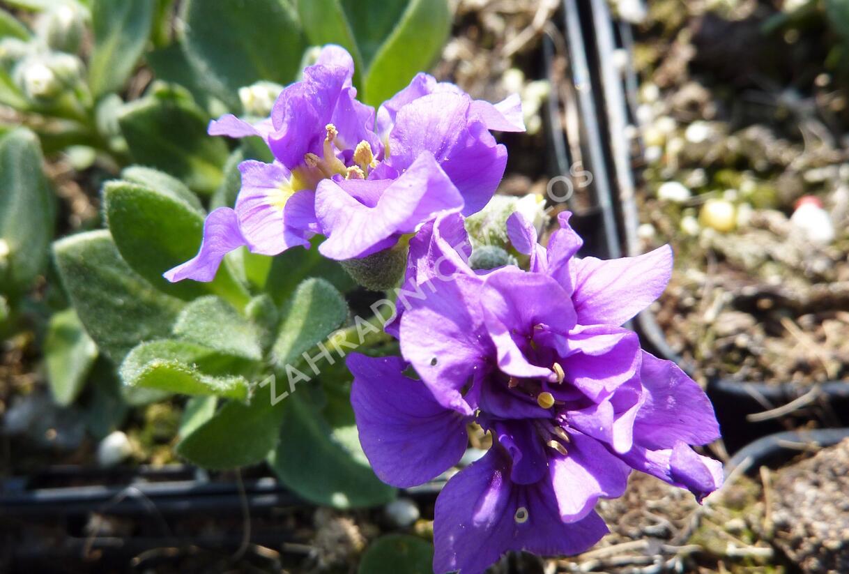 Tařička kosníkovitá 'Dublette Blue' - Aubrieta deltoides 'Dublette Blue'