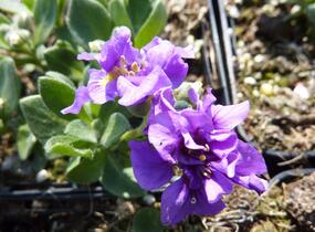 Tařička kosníkovitá 'Dublette Blue' - Aubrieta deltoides 'Dublette Blue'