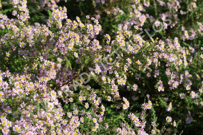 Hvězdnice 'Lovely' - Aster vimineus 'Lovely'