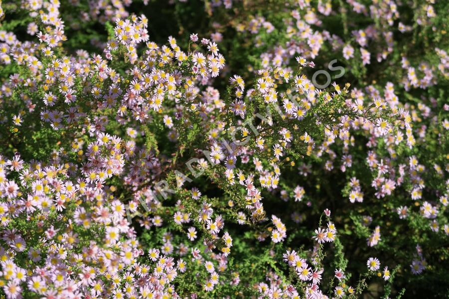 Hvězdnice 'Lovely' - Aster vimineus 'Lovely'