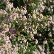 Hvězdnice 'Lovely' - Aster vimineus 'Lovely'