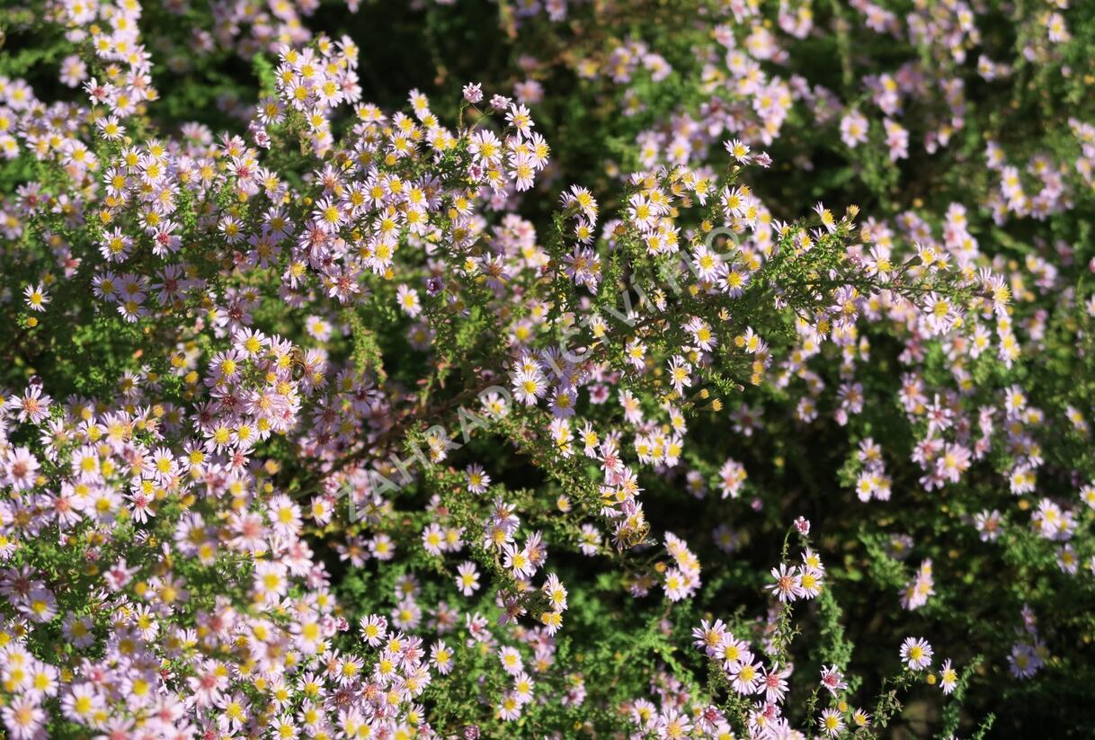 Hvězdnice 'Lovely' - Aster vimineus 'Lovely'