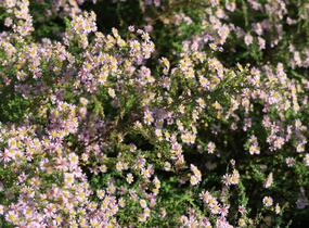 Hvězdnice 'Lovely' - Aster vimineus 'Lovely'