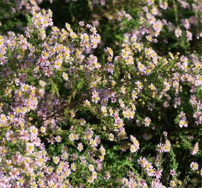 Hvězdnice 'Lovely' - Aster vimineus 'Lovely'