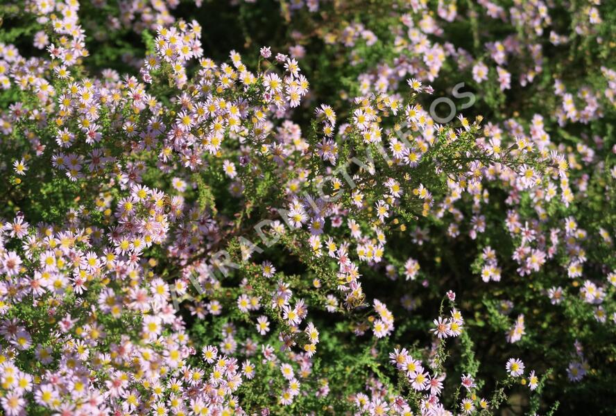Hvězdnice 'Lovely' - Aster vimineus 'Lovely'