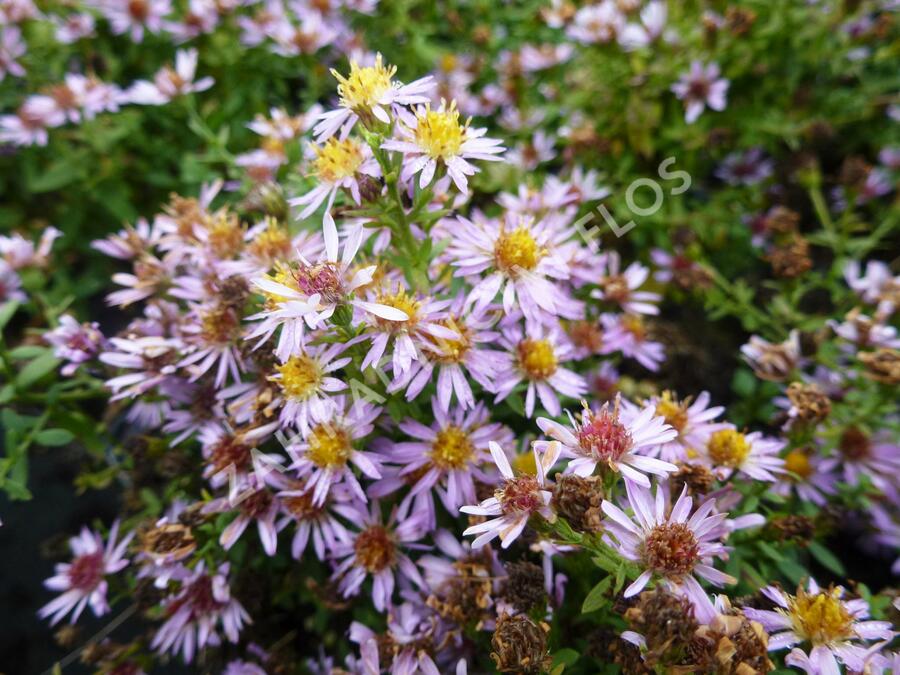 Hvězdnice 'Lovely' - Aster vimineus 'Lovely'