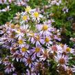 Hvězdnice 'Lovely' - Aster vimineus 'Lovely'