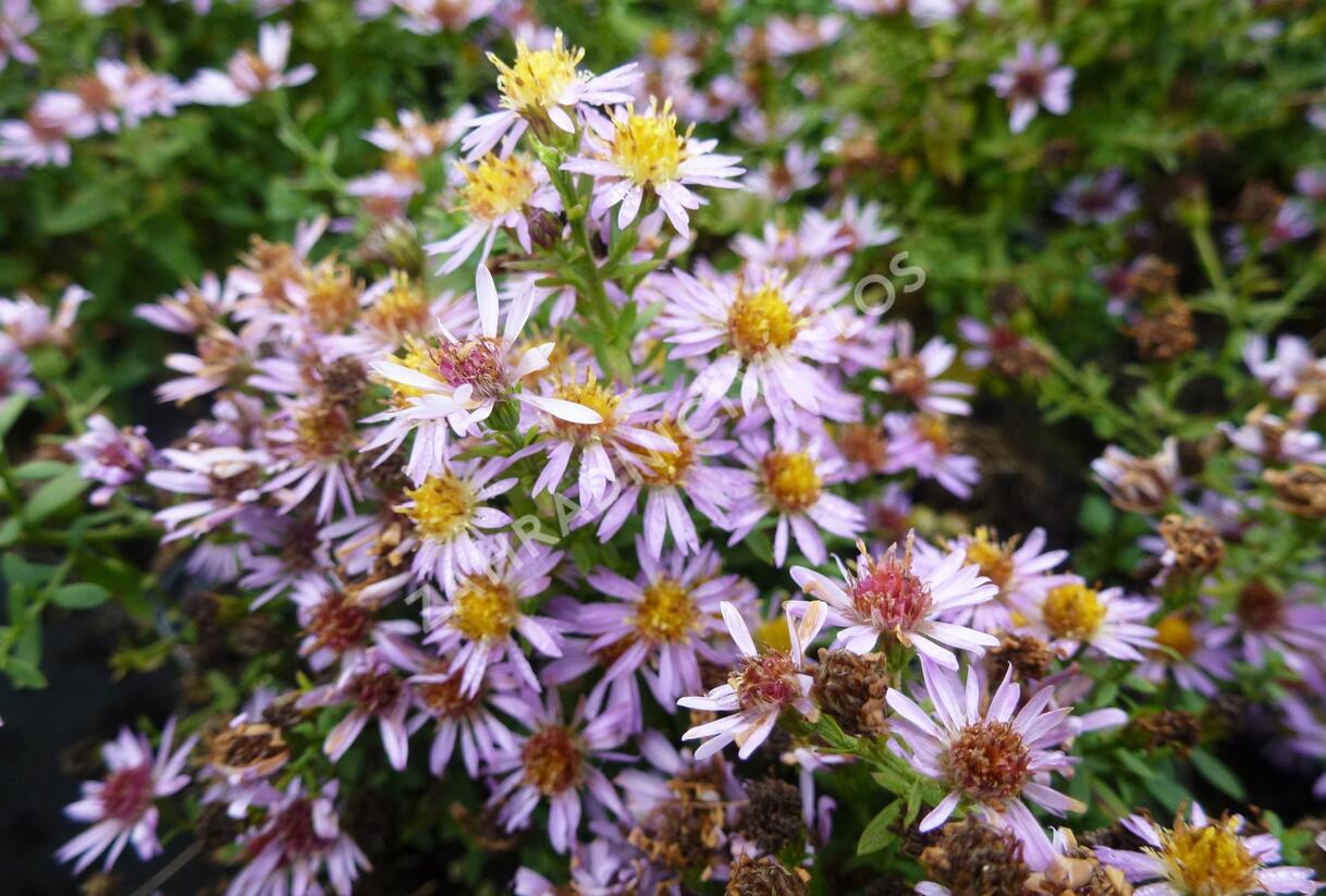 Hvězdnice 'Lovely' - Aster vimineus 'Lovely'
