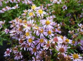 Hvězdnice 'Lovely' - Aster vimineus 'Lovely'